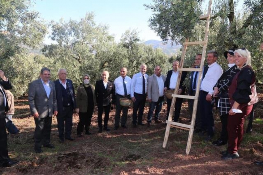 Gemlik'te zeytin hasadı başladı