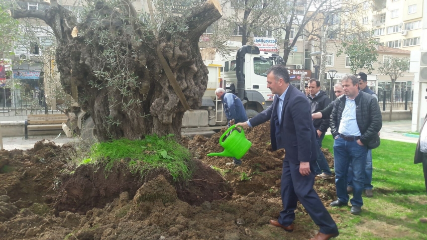 Tarihi zeytin ağaçları Gemlik merkezinde