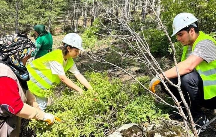 Gediz’de üniversite öğrencilerinden karaçam gençlik bakımı
