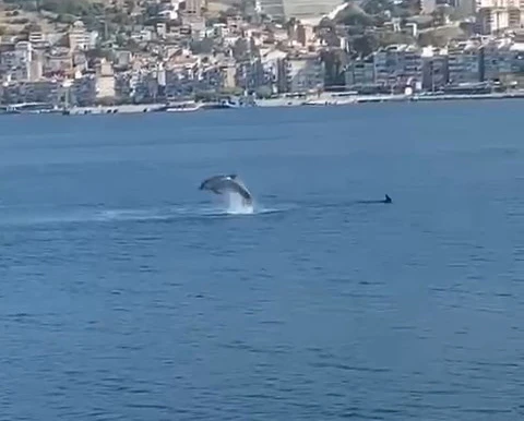 Gemlik Körfezi’nde yunus balıklarından görsel şov! 