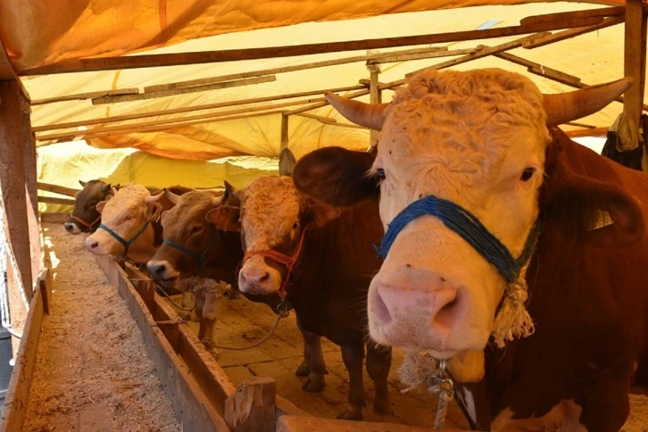 Gemlik’te kurban pazarlarına düzenleme
