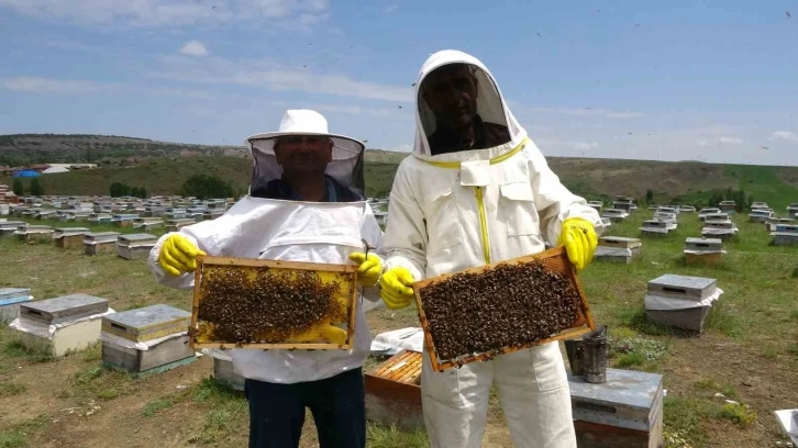 Gezgin arıcılar zengin floralı Bozok Yaylası’nı tercih ediyor
