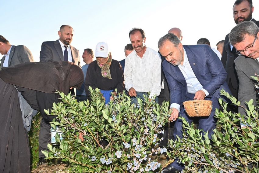 Bursa'da yaban mersininde hasat bereketi