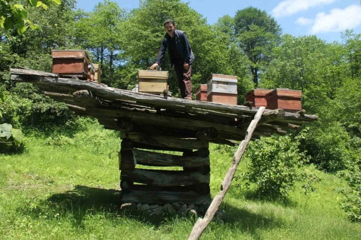 Giresun’da yüzyıllık arı çardakları tescillendi
