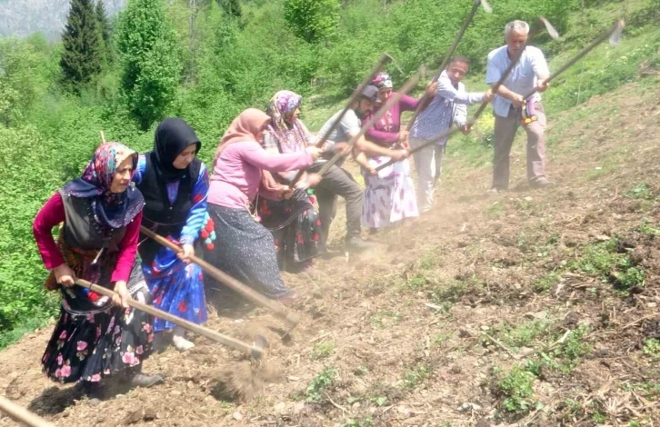 Giresun’un Çanakçı ilçesinde asırlık imece geleneği yaşatılıyor
