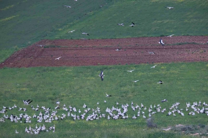 Göç yolundaki leylekler ilk kez İskenderun’da konakladı
