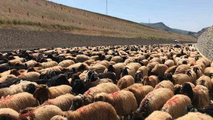 Göçerlerin zorlu yayla yolculuğu başladı
