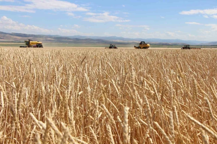 Gökhöyük’te tohumluk buğday hasadı başladı: 4 bin 500 ton üretim bekleniyor
