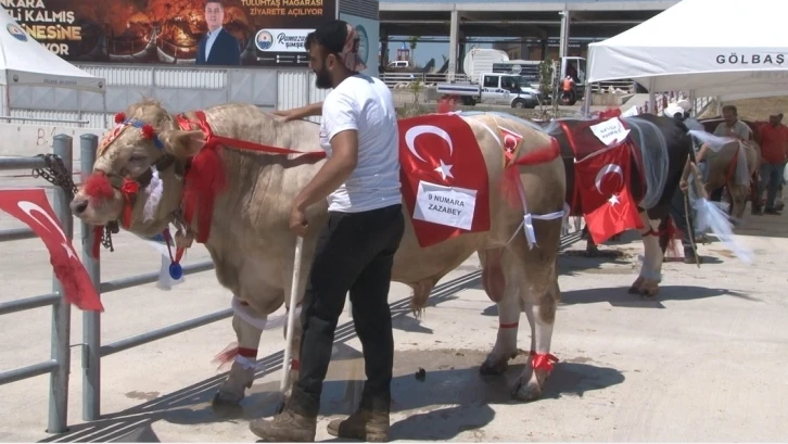 Gölbaşı 3’üncü Geleneksel Kurban Güzellik Yarışması’nda en güzel kurban seçildi
