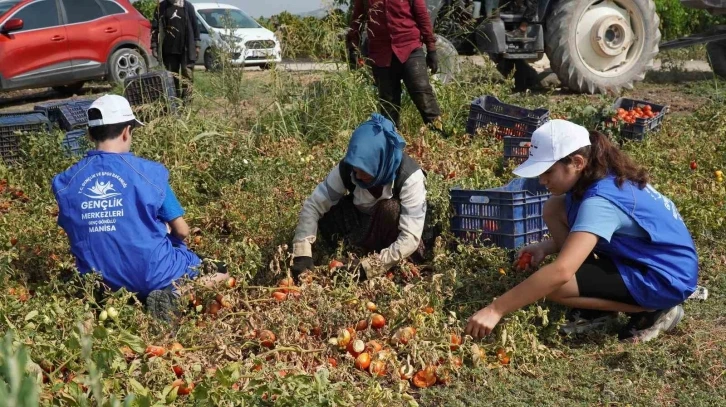 Gönüllü gençler domates tarlasında hasat yaptı
