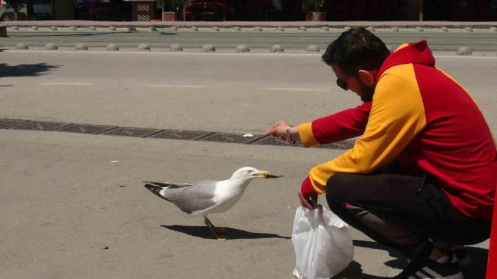 Görenler şaşırıyor: Martı ile esnafın tebessüm ettiren dostluğu
