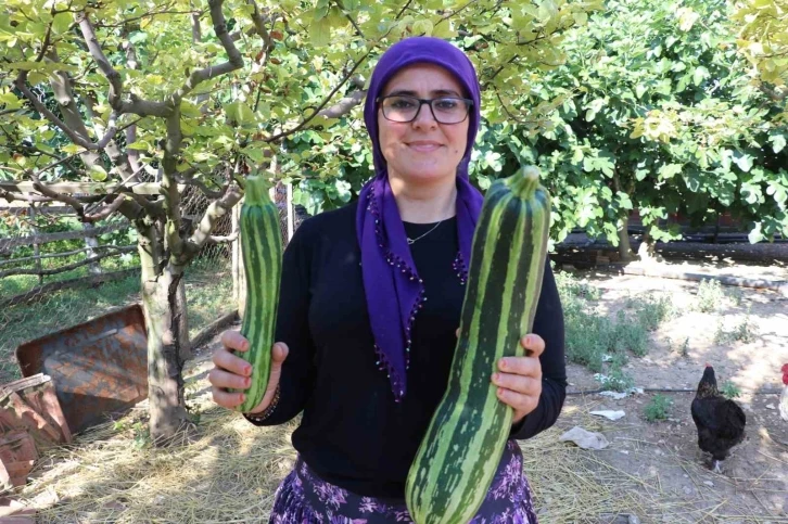 Görenleri şaşkına çeviren kabak
