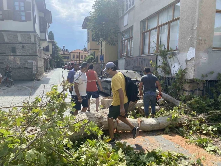 Gövdesi çürüyen asırlık çınar ağacı sokak üzerine devrildi
