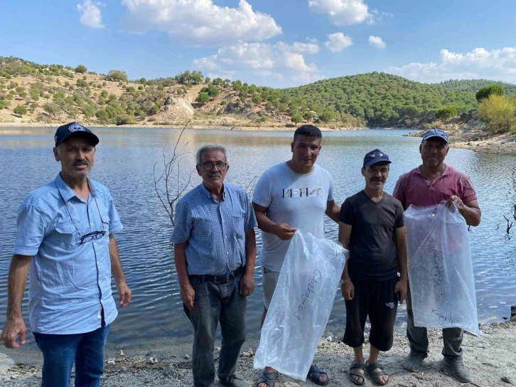 Gözkayası Göleti’ne sazan yavruları bırakıldı
