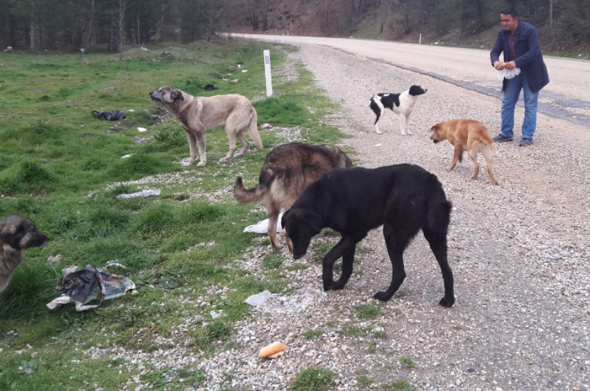 Açlığa terk edilen köpeklere sürücüler sahip çıkıyor