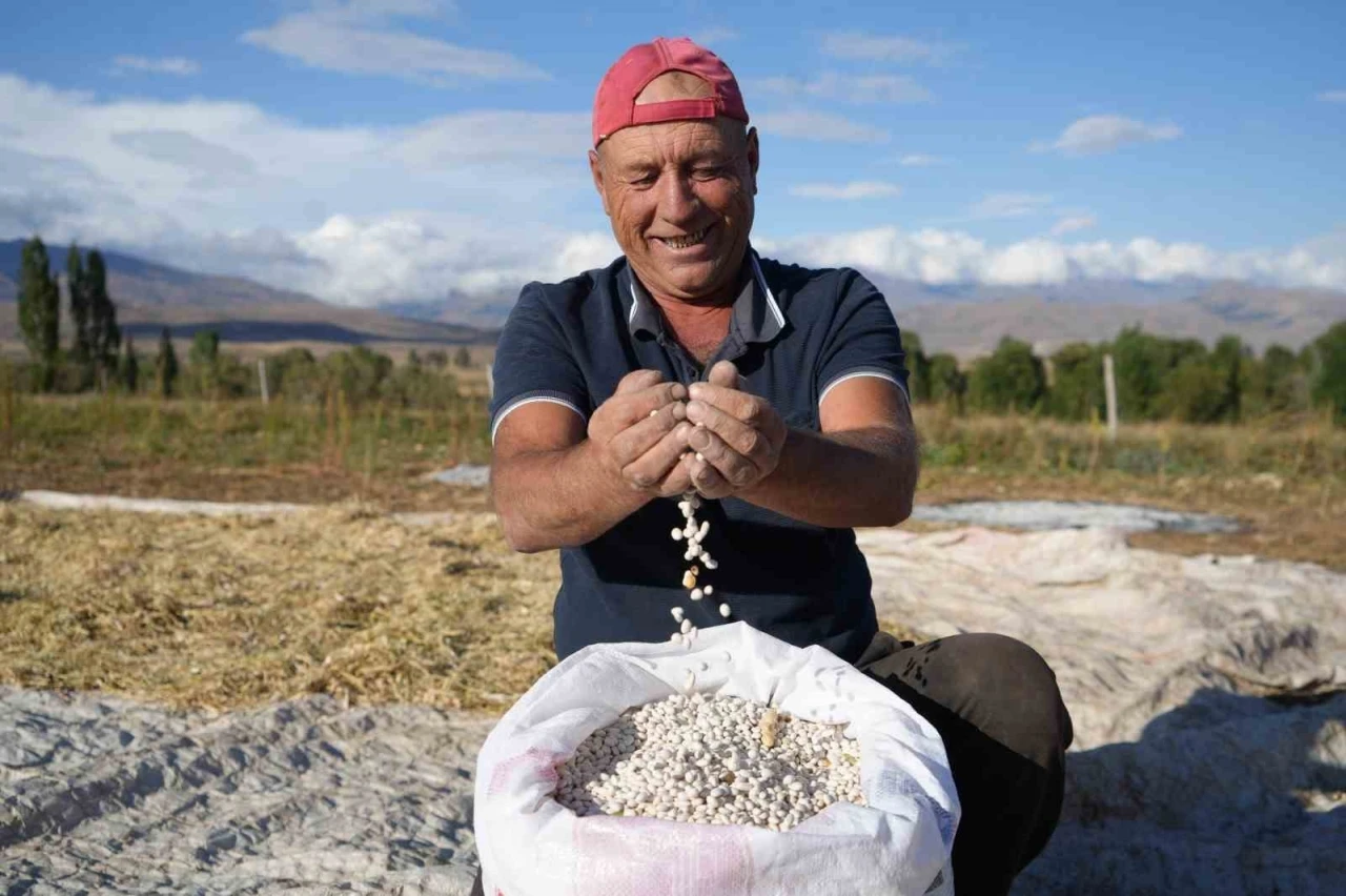 Güle oynaya hasat edilen kuru fasulyede yüksek rekolte çiftçinin yüzünü güldürdü
