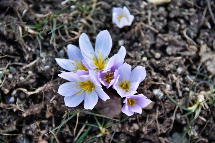 Gümüşhane’de kardelenler baharın müjdesini verdi
