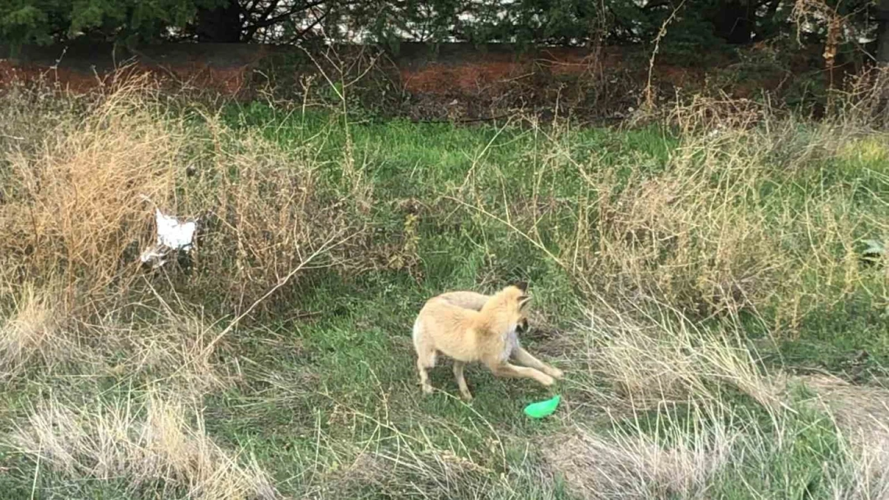 Gündüz vakti şehir merkezine inen tilkinin plastik top parçası ile oyunu kameralara takıldı
