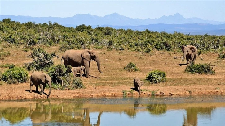 Güney Afrika bölgesinde artan fil nüfusu, yerel ekosistemi tehdit ediyor