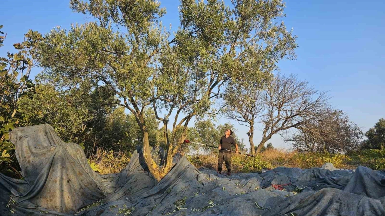 Güney Marmara’da zeytin hasadı başladı