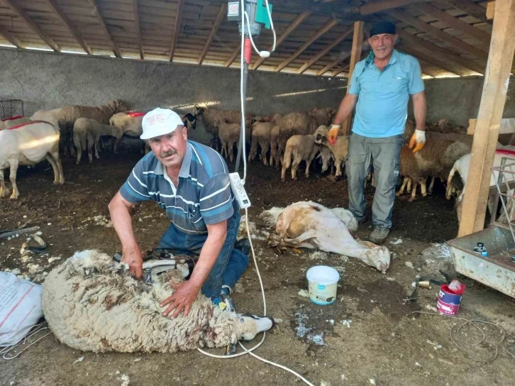 Günyüzü’nde koyun kırkım sezonu başladı
