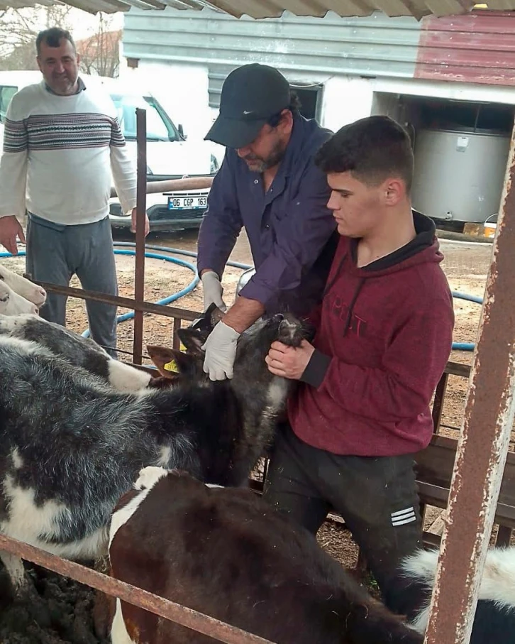 Güzelyur’ta aşılama çalışmaları tamamlandı
