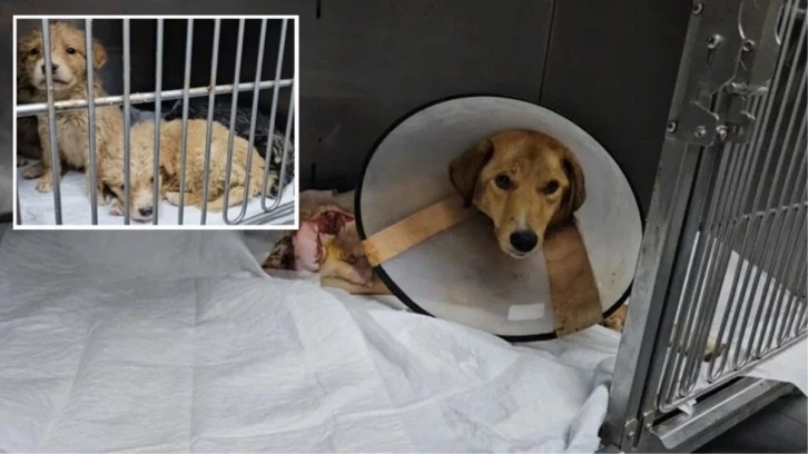 Hamile köpeği silahla vurdular, acı içinde yavrularını doğurdu