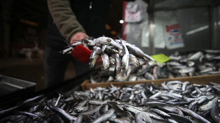 Hamsi avcılığı, Marmara Denizi ile boğazlarda yarından itibaren durdurulacak