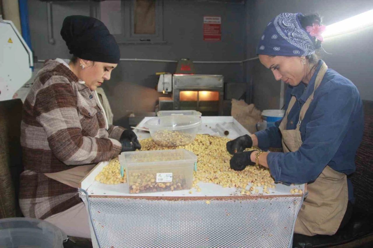 Hasadı biten fındıkta kırma ve kavurma dönemi
