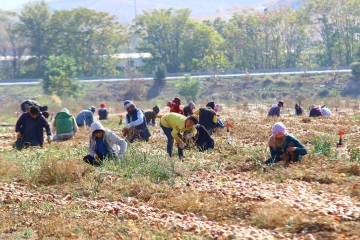 Hasadın artmasıyla soğan fiyatlarının düşmesi bekleniyor
