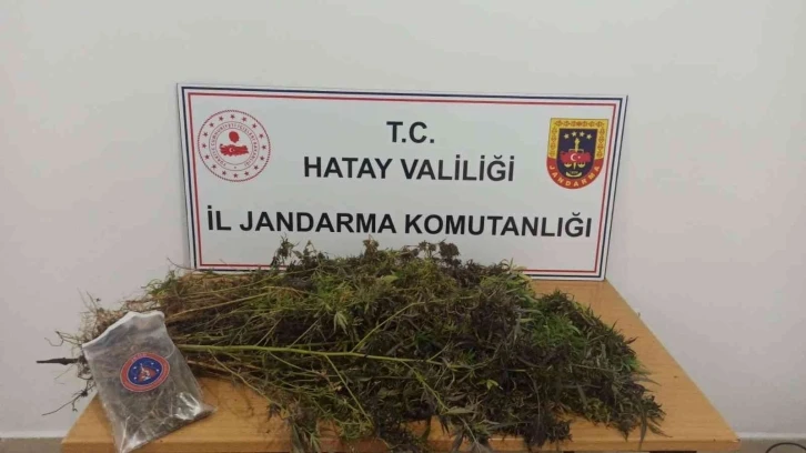 Hatay’da 477 kök skunk, 313 gram kubar esrar ele geçirildi
