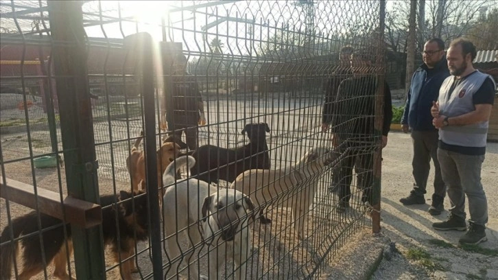 Hatay'da depremden etkilenen hayvanların bakımları yapılıyor