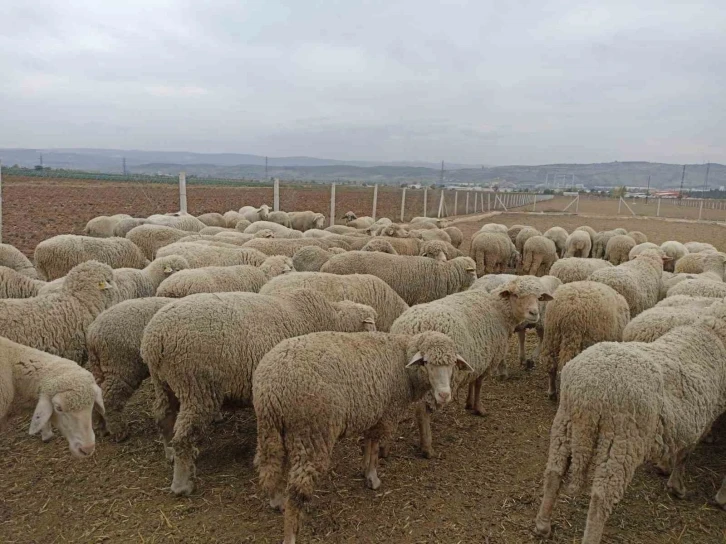 Bursa ve ilçelerinde hayvan pazarları kapatıldı 