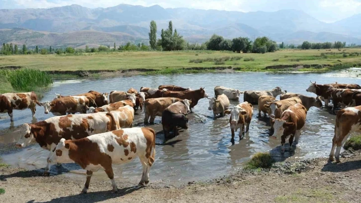 Hayvancılık destekleme için başvuru tarihleri açıklandı
