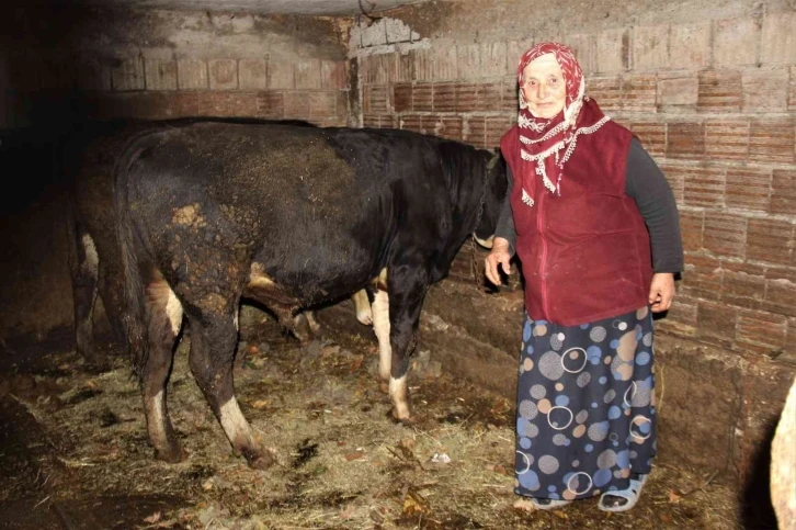 Hayvanlarını otlatan kadına şok sözler
