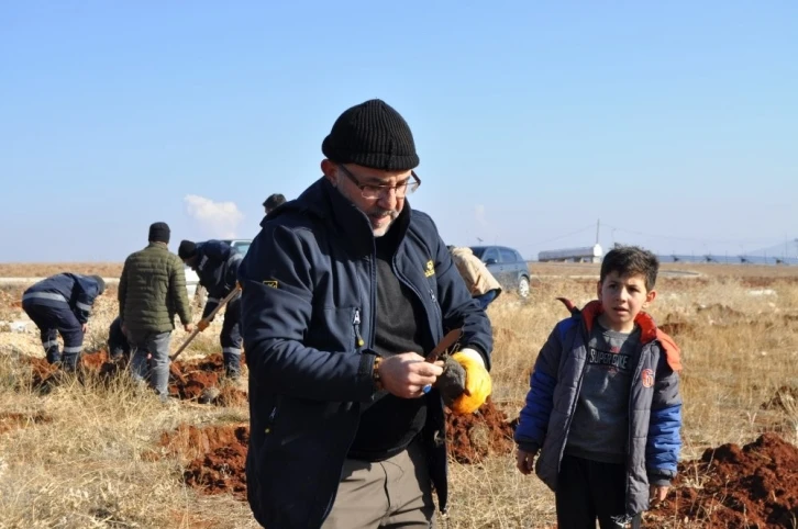 Hedef arıcılıkta verimi artırmak: Lavanta tarlasına bin adet alıç fidanı dikildi
