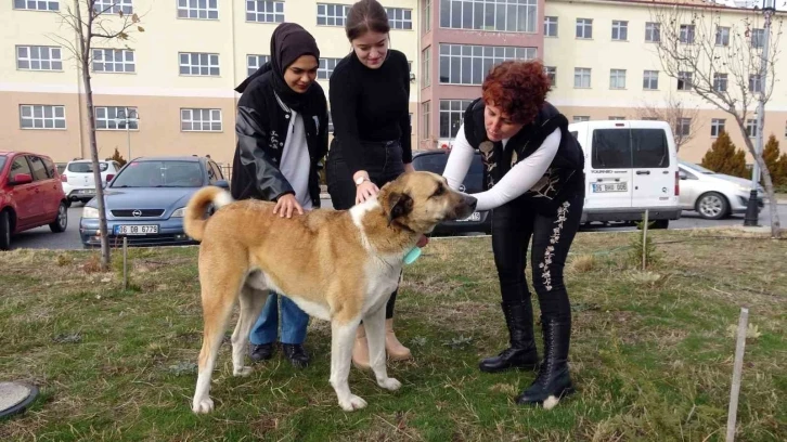 Her gün yollarını gözlüyorlar
