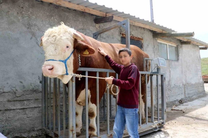 Heybeti görenleri büyülüyor, fiyatı ise dudak uçuklatıyor
