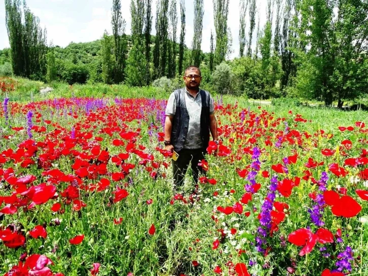 Hisarcık’ta açan gelincikler tarlaları kırmızıya boyadı
