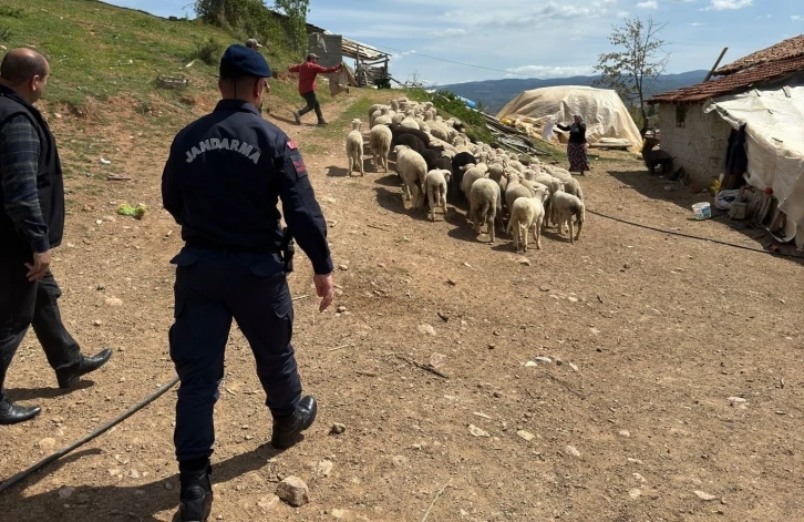 Hisarcık’ta kaybolan 55 küçükbaş hayvanı jandarma buldu
