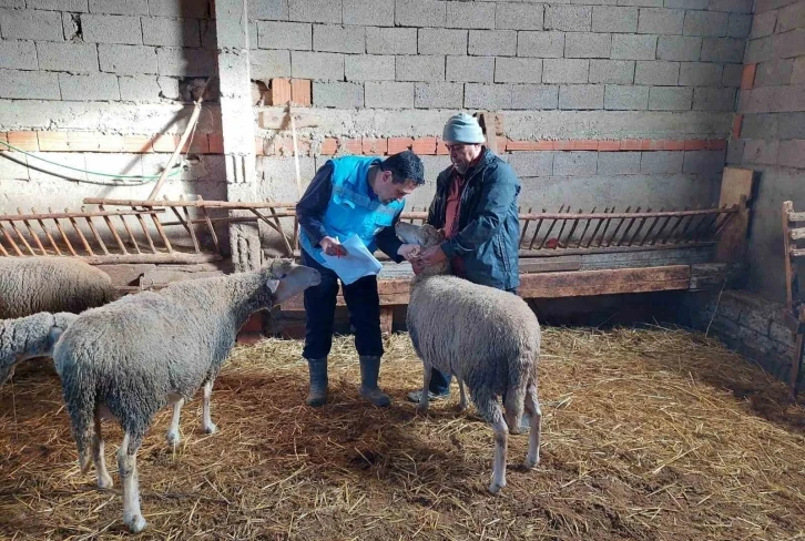 Hisarcık’ta koyun, keçi sayımı ve buzağı küpeleme çalışmaları
