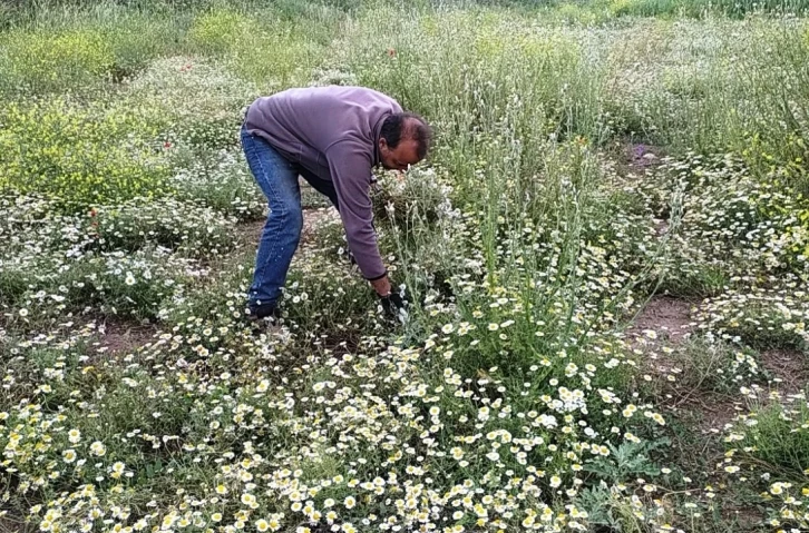 Hisarcık’ta papatya köylülerin geçim kaynağı haline geldi
