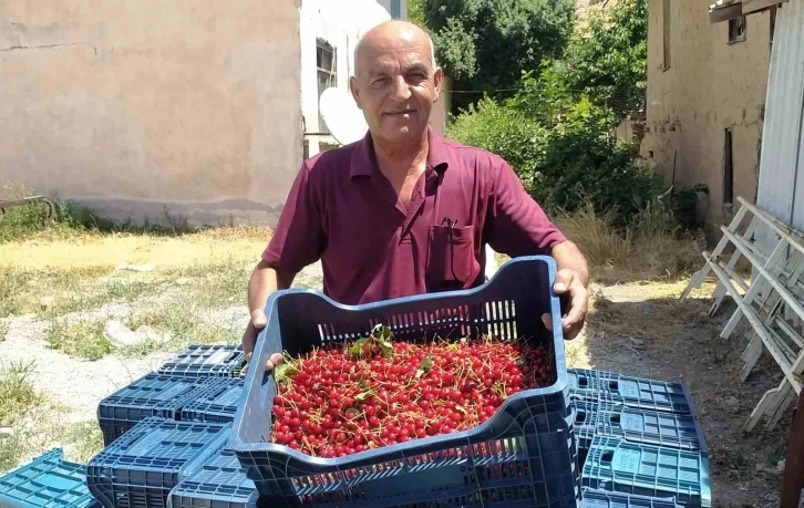 Hisarcık’ta vişne alımlarına başlandı
