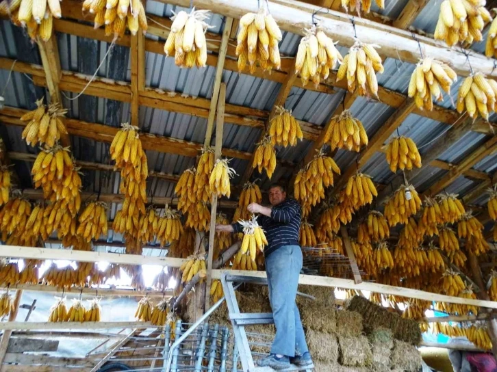 Hisarcıklı çiftçi mısırları tavana asarak muhafaza ediyor
