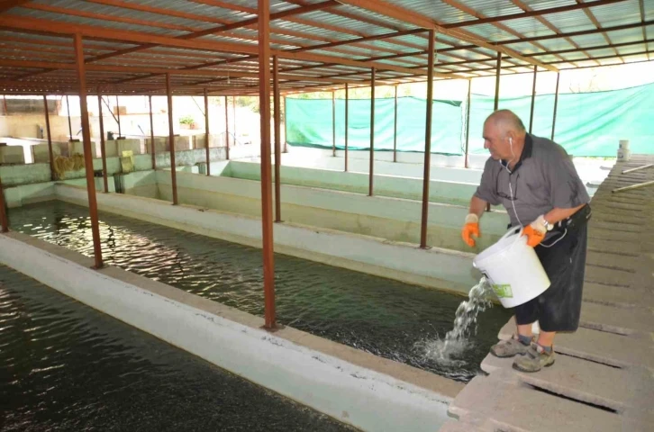 Hobi olarak başladığı alabalık tesisinde her yıl milyonlarca somon ve alabalık üretiyor
