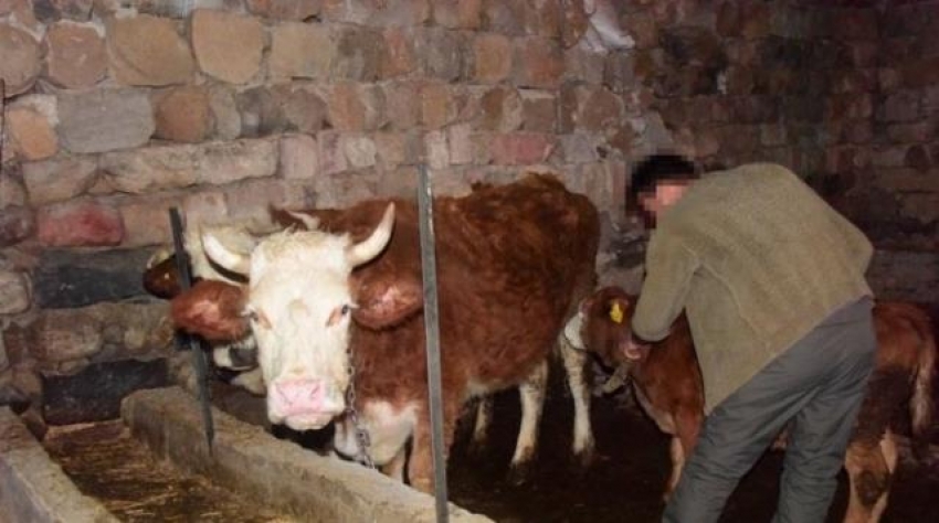 İneği Fatma'ya 'Memişlerini yerim' dedi! Yoldan geçen Fatma bunu yanlış anladı!