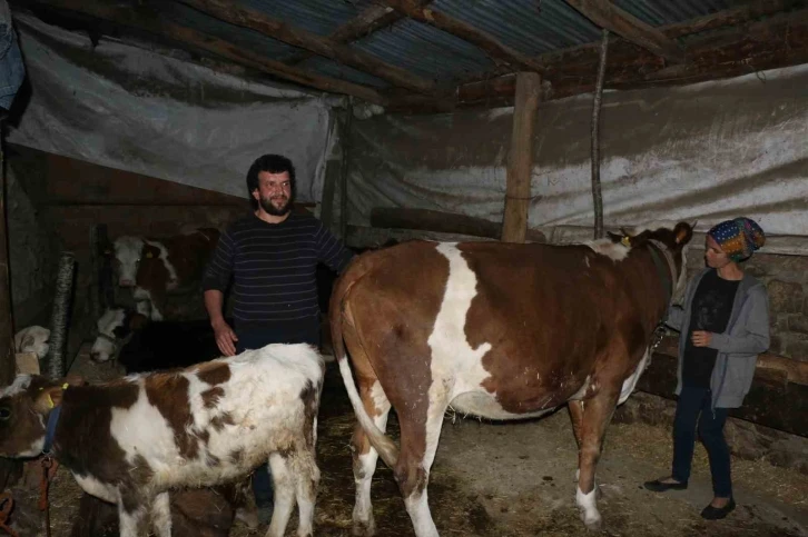 İneklerinin 4 ay başkasının üzerine kayıtlı olduğunu öğrenince şok oldu
