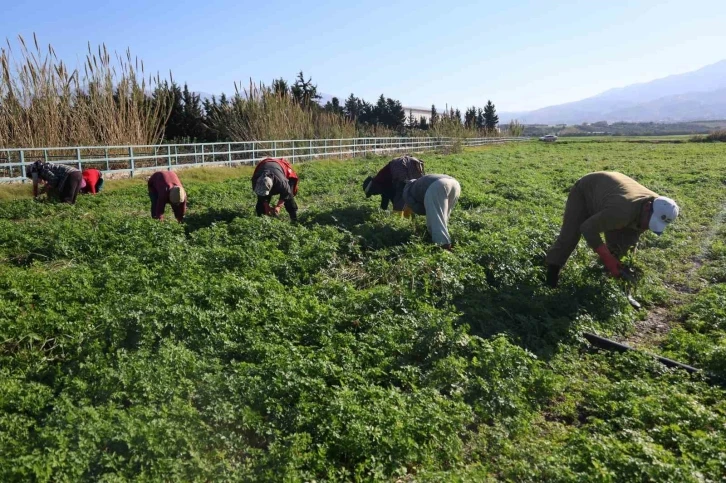 İnsanlar zehirlenmesin diye işçiler günlerce mesai yapıyor