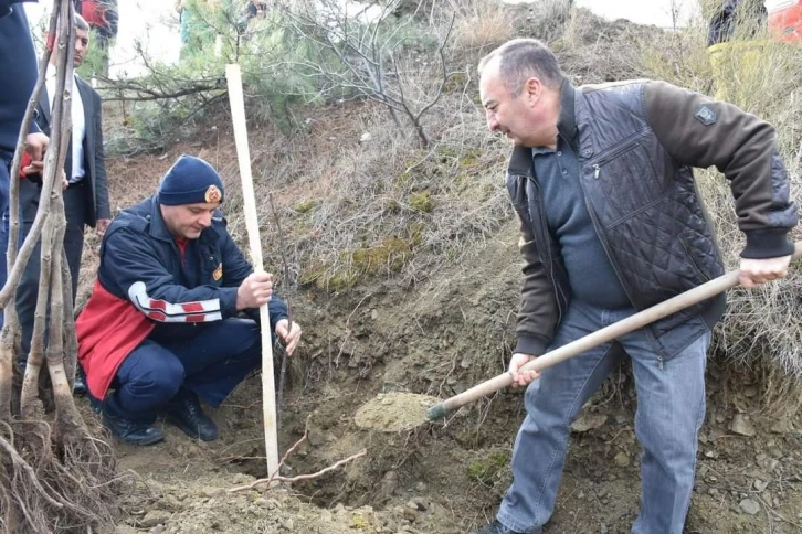 İskilip Belediyesi atıl arazileri meyve bahçesine dönüştürüyor
