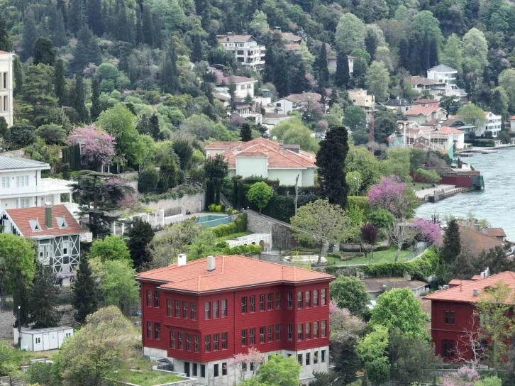 İstanbul’u erguvan ağaçları süsledi
